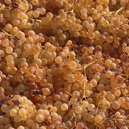 Casaeolia Golden Prázdninový dům *