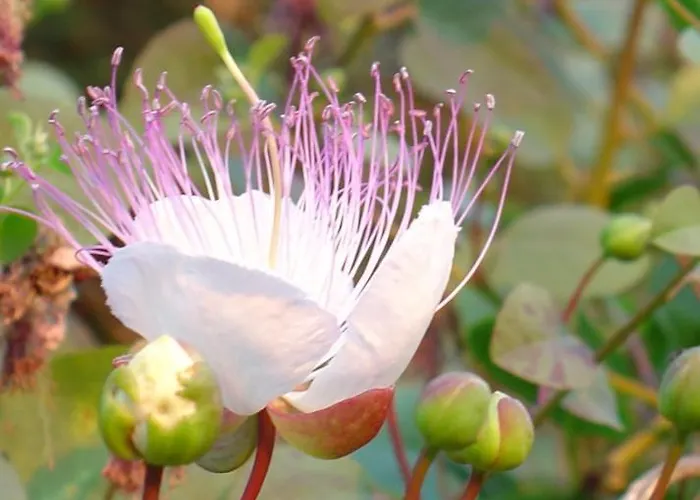 Casaeolia Golden Holiday home